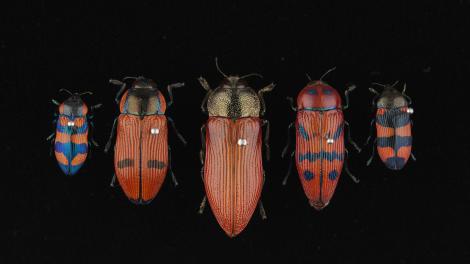 Five red beetles of different sizes pinned to a black background